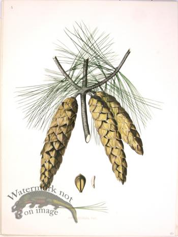 Lawson Pine Cone 19